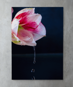 Çiyli Amaryllis Metal Tablo – Damlaların Dansı