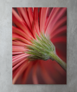 Kırmızı Gerbera’nın Arkası – Metal Tablo
